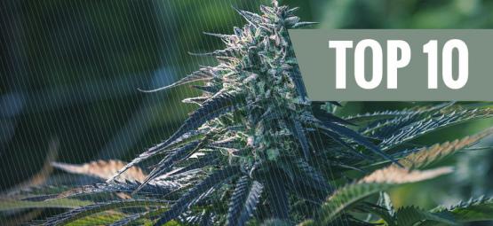 Topp 10 skäl att odla autoflower cannabis