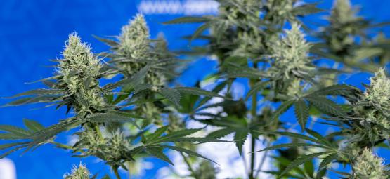 10 skäl att odla din egen cannabis