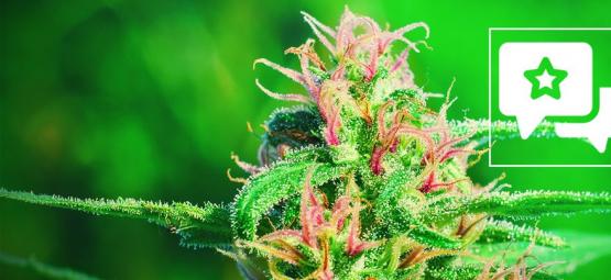 White Widow: Recension och information om cannabissorten