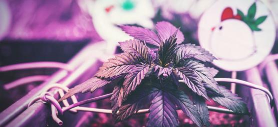 Optimalt avstånd mellan odlingslampor och cannabisplantor