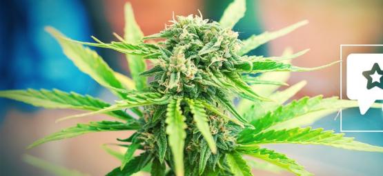 Moby Dick: Recension och information om cannabissorten