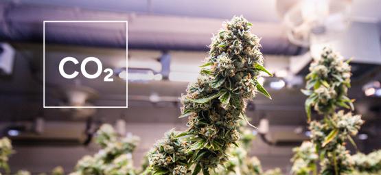 Så gör du en egen CO₂-generator till ditt cannabisodlingsrum