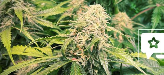 Sortrecension: Pineapple Kush