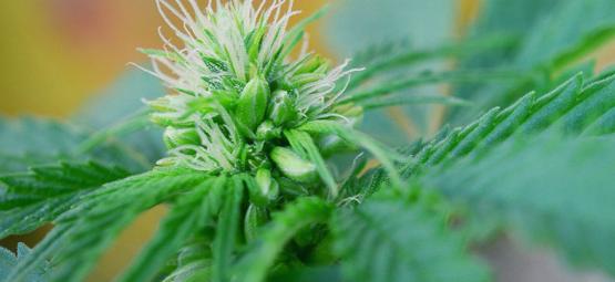 Så känner du igen hanplantor och hermafroditiska cannabisplantor i tid