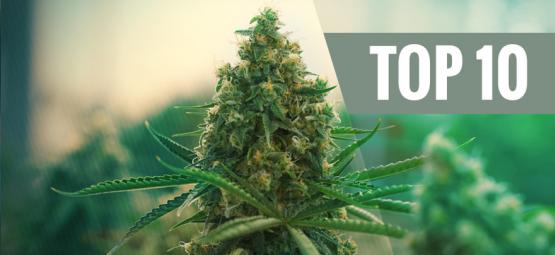 Topp 10 bästa cannabissorter