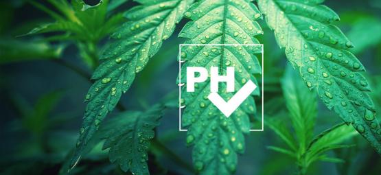 Så justerar du pH-värdet när du odlar cannabis