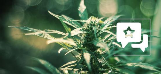 White Russian: Recension och information om cannabissorten