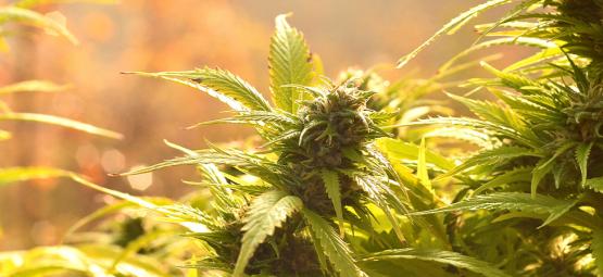 Topp 10 autoflower-sorter för utomhusodling