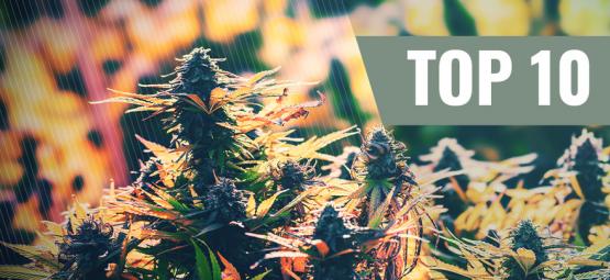 Topp 10 feminiserade cannabissorter för utomhusodling