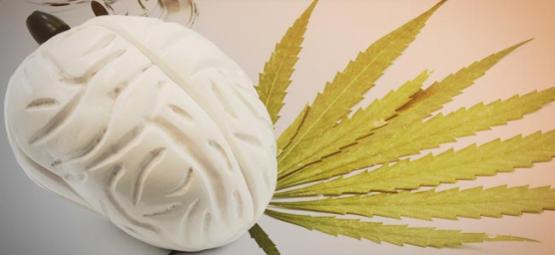 Hur cannabis påverkar din hjärna