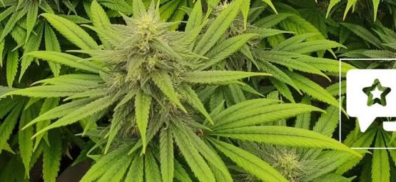 Sortrecension: Pineapple Chunk