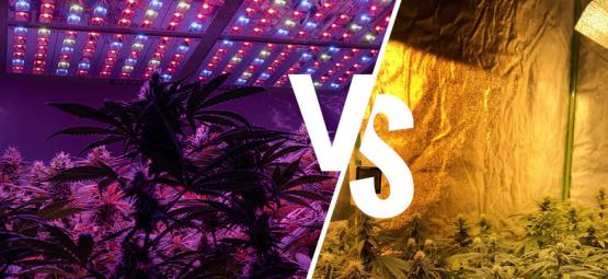 Cannabisodlingslampor: LED vs HPS