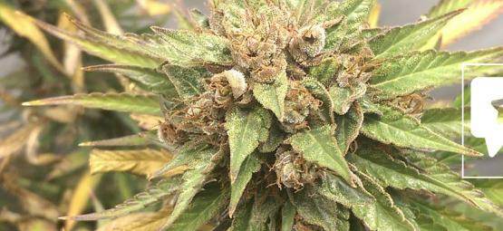 Sortrecension: Durban Poison