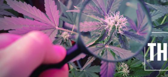 Så kan du öka THC-halten med UV-ljus
