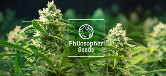 5 tips: Så odlar du Autoflower frön från Philosopher Seeds