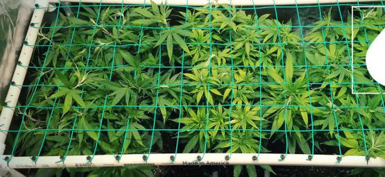 Så använder du aeroponik för att odla potent cannabis