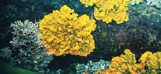 De bortglömda hallucinogena lavarna