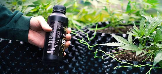 Så odlar du megastora cannabisblommor med kisel