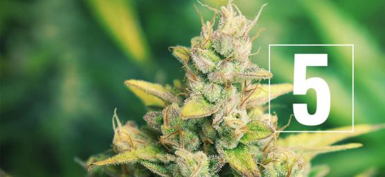 5 myter om att odla cannabis – avlivade