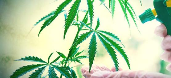 Hur och när du bladbesprutar dina cannabisplantor