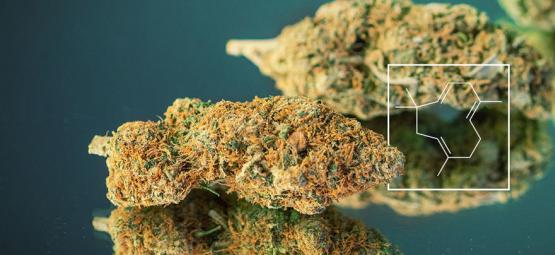Terpenboost: Så odlar du riktigt skunkstinkande cannabis