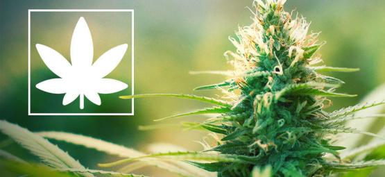 Jack Herer: Marijuanaaktivist