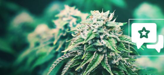 Agent Orange: Recension och information om cannabissorten