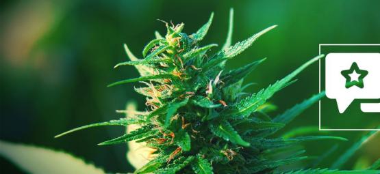 Girl Scout Cookies: Recension och information om cannabissorten