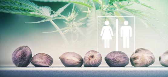 Kan man se könet på cannabisfrön?