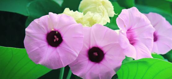 Möt Hawaiian Baby Woodrose: en naturlig psykedelika