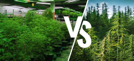 Odla inomhus vs. utomhus: Fördelar och nackdelar
