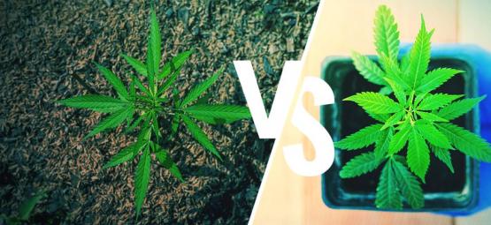 Odla cannabis utomhus: marken vs krukor