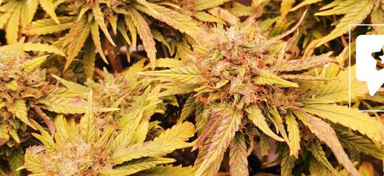 Sortrecension: Liberty Haze