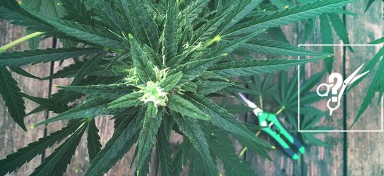 Så beskär du cannabisplantor