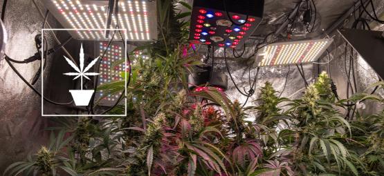 Enkla tips för att odla cannabis bättre