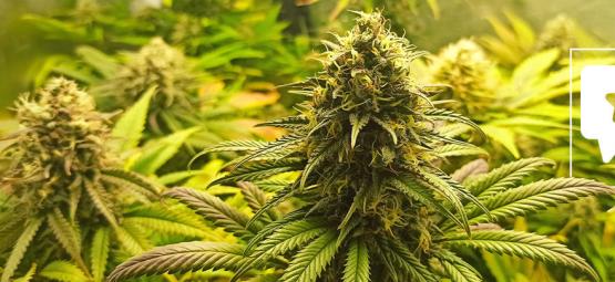 Sortrecension: Super Critical