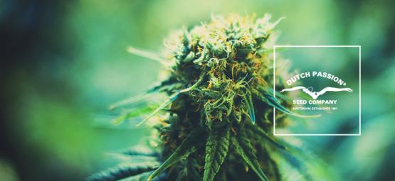 Lär känna Dutch Passion: en titt på deras populära cannabissorter