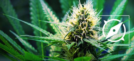 Ursprunget till cannabissorten OG Kush
