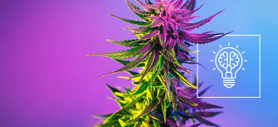 Gör cannabis dig mer kreativ?