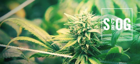 ScrOG vs. SOG: Vilken metod passar dig?