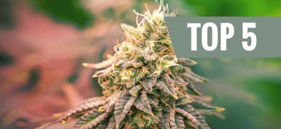 Topp 5 indica-sorter för 2026