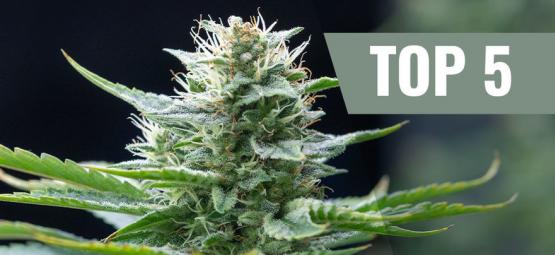 Topp 5 sativa-cannabissorter för 2026