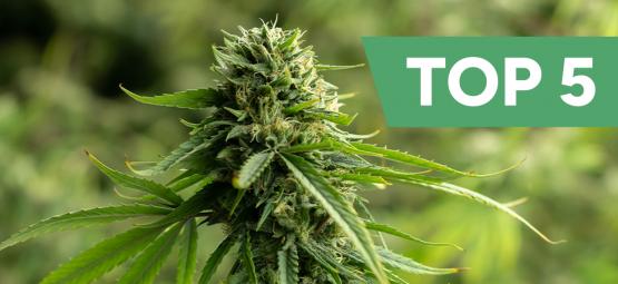 Topp 5 cannabissorter med högt CBD-innehåll