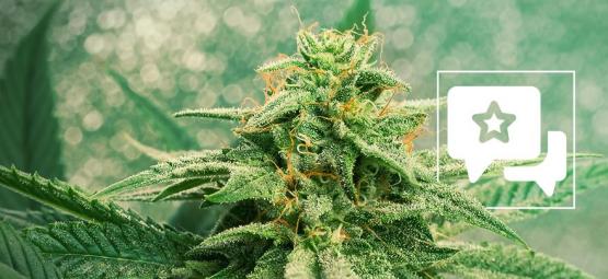 Sortrecension: Blue Dream