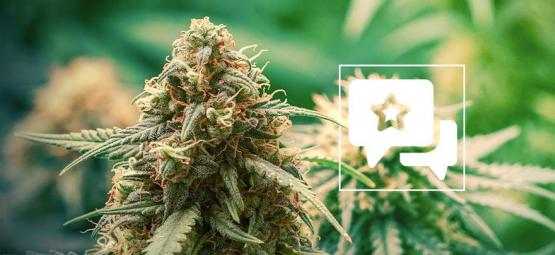 Master Kush: Recension och information om cannabissorten