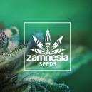 Ny cannabissort fr&aring;n Zamnesia: Auto Purple CousKush