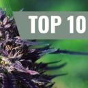 Topp 10 purple cannabissorter [2026]