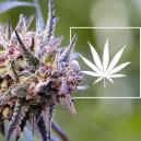 Vad &auml;r en cannabissort?