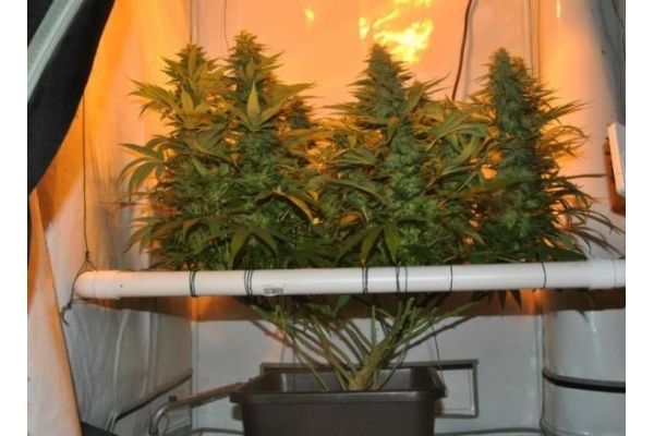 Amnesia Haze (Royal Queen Seeds) Feminiserade Amnesia Haze (Royal Queen Seeds) Feminiserade