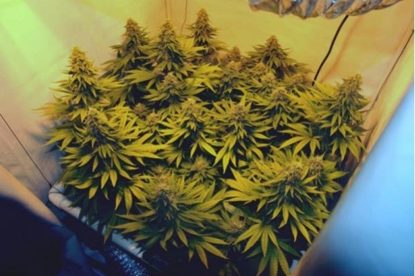 Amnesia Haze (Royal Queen Seeds) Feminiserade Amnesia Haze (Royal Queen Seeds) Feminiserade